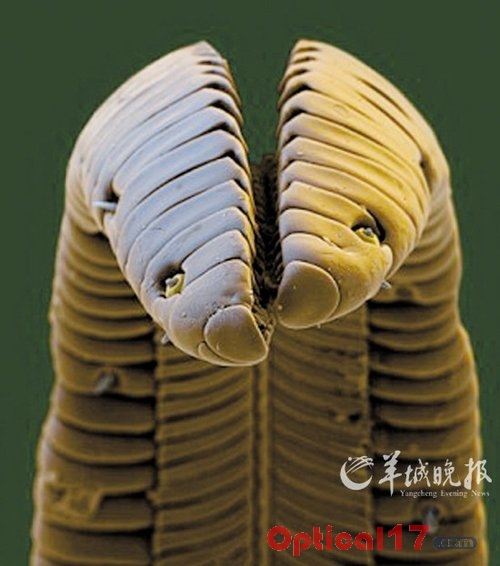 蜂鳥(niǎo)的舌頭