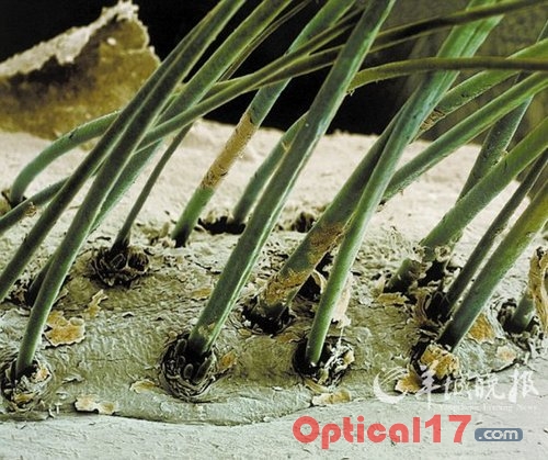 顯微鏡下人的眼睫毛