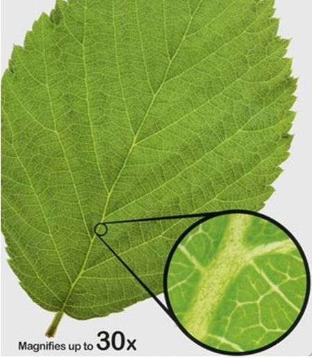 葉子的觀察效果