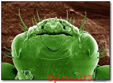 顯微鏡下的陰虱