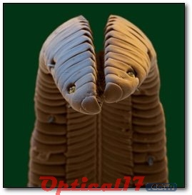 顯微鏡下的蜂鳥(niǎo)