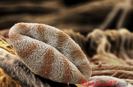 木瓜屬植物花粉