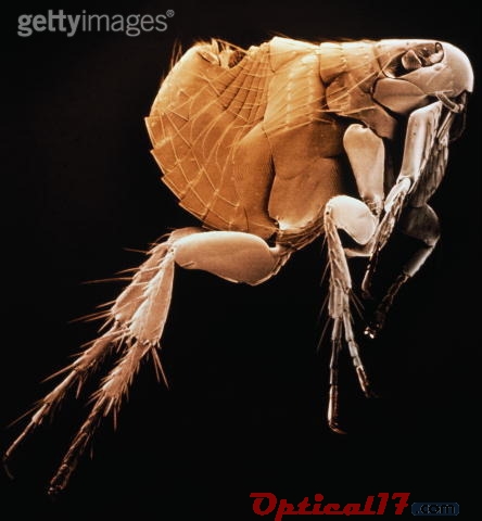 顯微鏡下的跳蚤