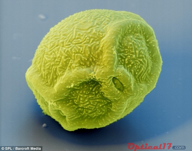 外星人：放大了幾百萬倍的接骨木樹花粉