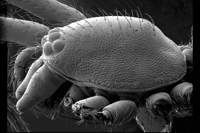 無脊椎動物學(xué)館的科學(xué)助理迪佩雷(Nadine Duperre)利用掃描電子顯微鏡研究哥布林蜘蛛(goblin spiders)的微小細(xì)節(jié)。這項詳盡的研究使博物館榮譽(yù)退休館長普萊特涅克(Norman Platnick)和迪佩雷定義了蜘蛛的兩個新屬：Niarchos和Scaphios。