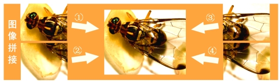 圖像拼接