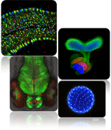 第五屆奧林巴斯顯微鏡全國顯微圖像大賽即將啟幕
