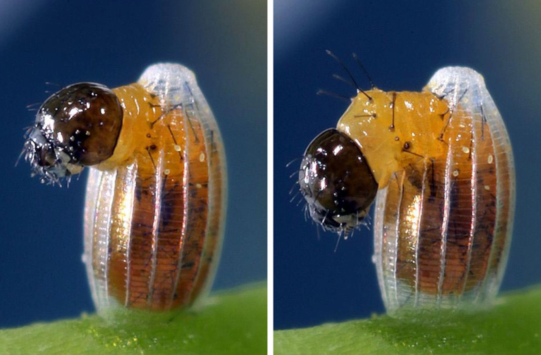 用顯微鏡發(fā)現(xiàn)微觀美景:毛毛蟲(chóng)破卵