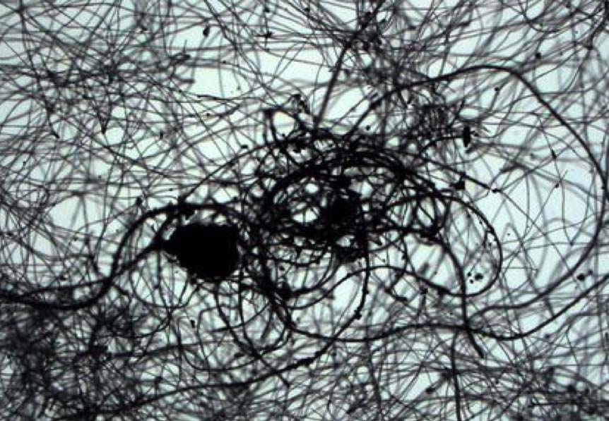 顯微鏡探索微觀世界的精彩：美麗的飛絮：