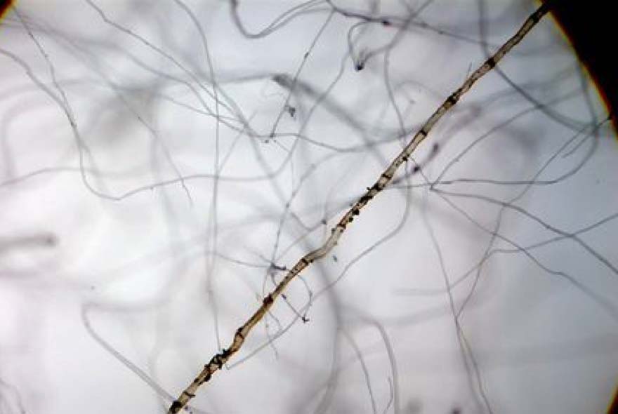 顯微鏡探索微觀世界的精彩：美麗的飛絮：