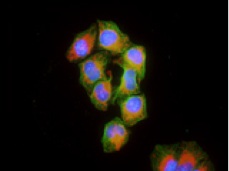 鏡觀其變，靈動心生：奧林巴斯全新倒置顯微鏡IX3系列詳解