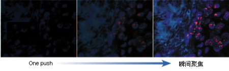 鏡觀其變，靈動心生：奧林巴斯全新倒置顯微鏡IX3系列詳解