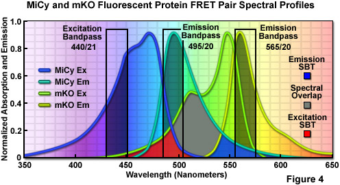 奧林巴斯顯微鏡熒光蛋白的顏色調色板