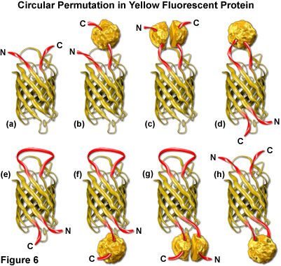 奧林巴斯顯微鏡熒光蛋白的顏色調色板