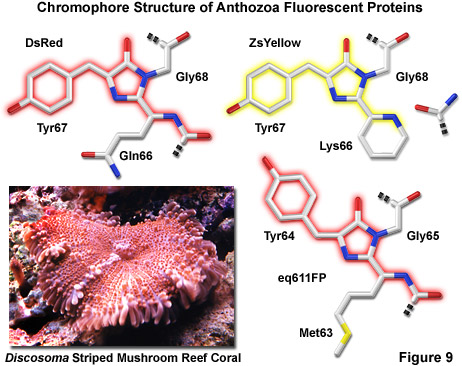 奧林巴斯顯微鏡熒光蛋白的顏色調色板