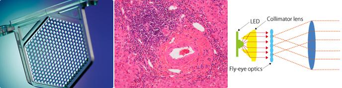 Eclipse E200正置生物顯微鏡