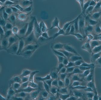 Leica實驗室倒置顯微鏡DMi1