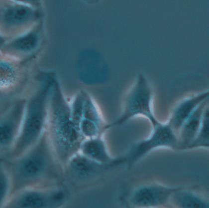 Leica實驗室倒置顯微鏡DMi1