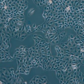 Leica實驗室倒置顯微鏡DMi1