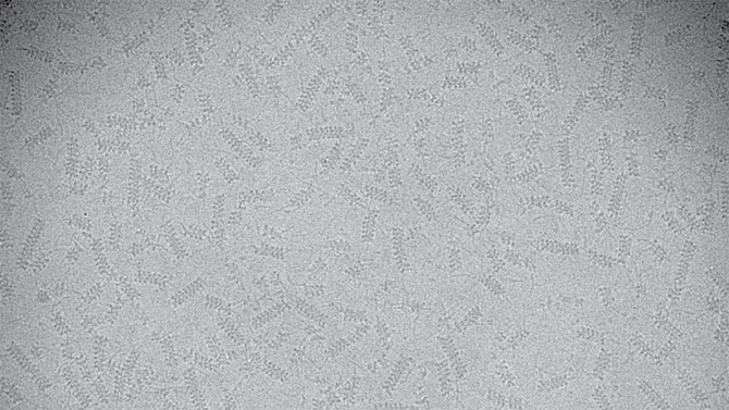 新型顯微鏡技術讓CRISPR-Cas系統(tǒng)如虎添翼