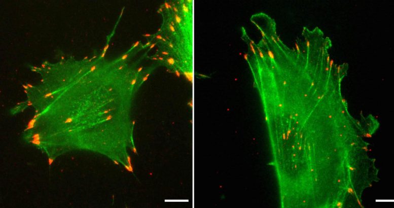 核苷酸序列控制的肌動(dòng)蛋白功能