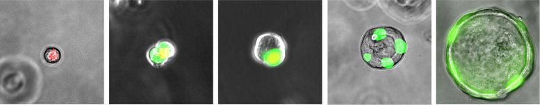 人 ES 細(xì)胞衍生的呼吸道分泌細(xì)胞