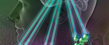 實(shí)驗(yàn)表明糖分子如何用于追蹤大腦中的干細(xì)胞