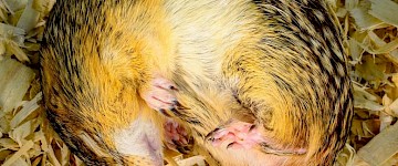 微生物幫助冬眠的動(dòng)物回收營(yíng)養(yǎng)并在整個(gè)冬天保持肌肉量