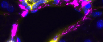 如何觸發(fā)和控制肝臟再生功能