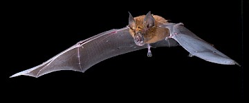 人工智能將用于搜索下一個SARS-COV-2病毒