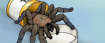 狼蛛毒素攻擊分子毒刺——可能有助于更好地控制慢性疼痛