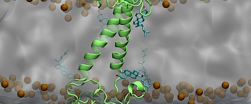 腦細(xì)胞膜的脂質(zhì)在很大程度上被忽視了阿爾茨海默病治療